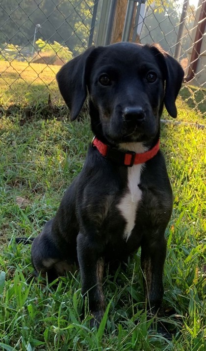 Luna Belle