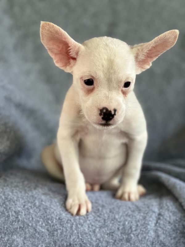 Benedict thumbnail 2