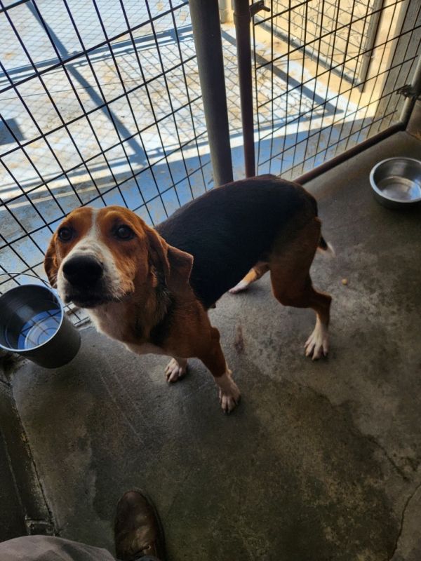 Hound Dog thumbnail 2