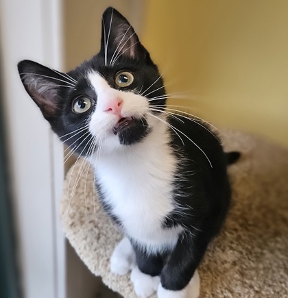 Joey (bonded with Ella) 2