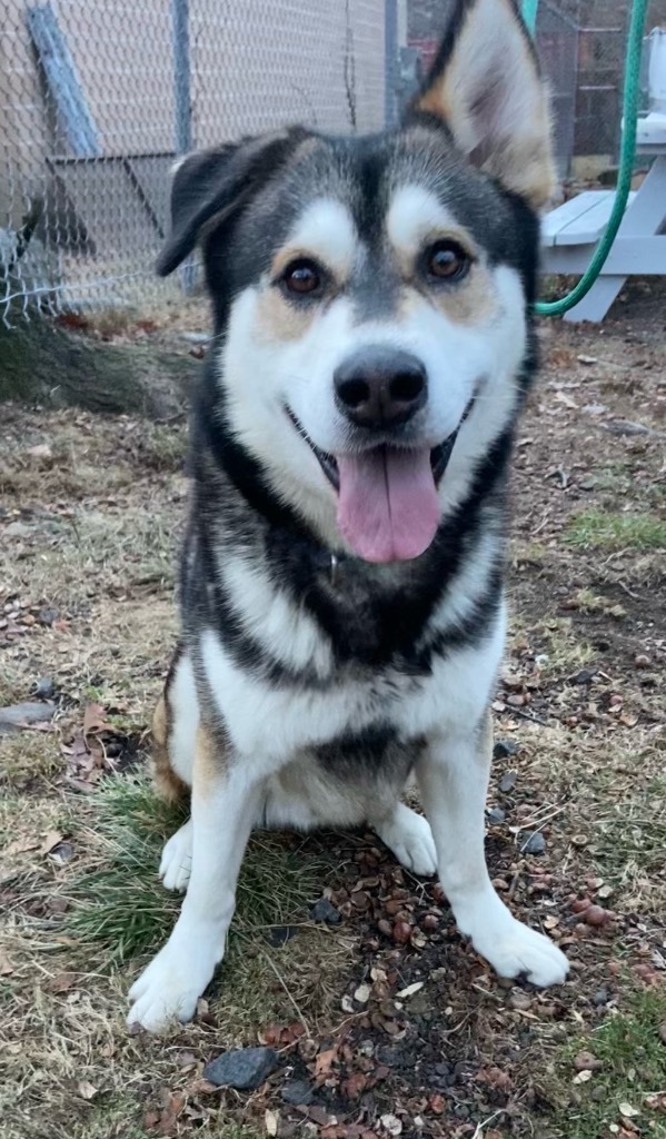 Nanook