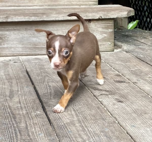 Jasminesteph Puppy photo 1