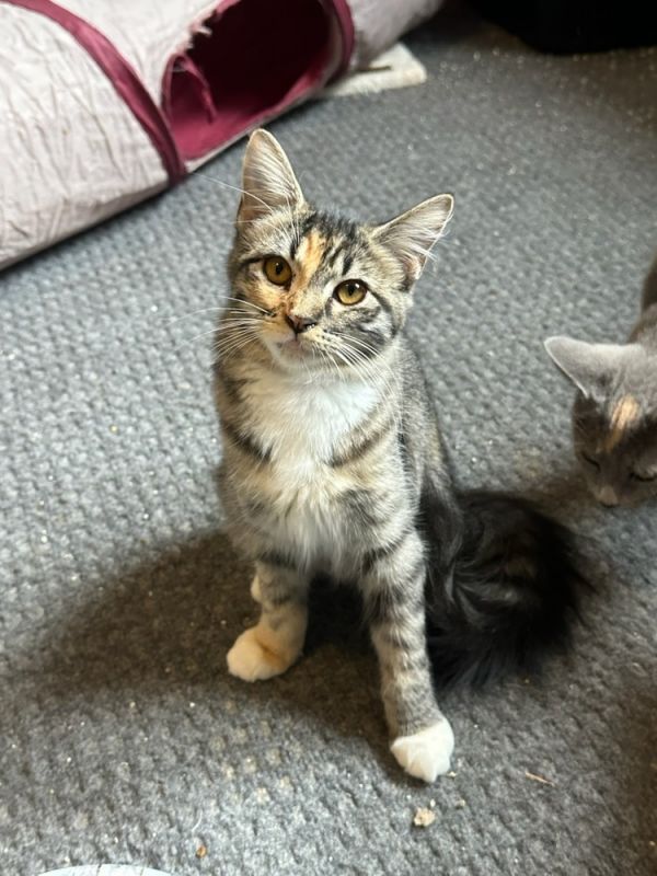 Latte April thumbnail 2