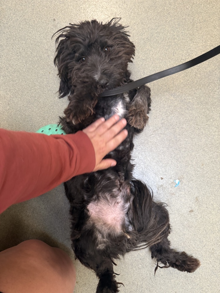 Cash, an adoptable Cockapoo in Cheektowaga, NY, 14227 | Photo Image 1