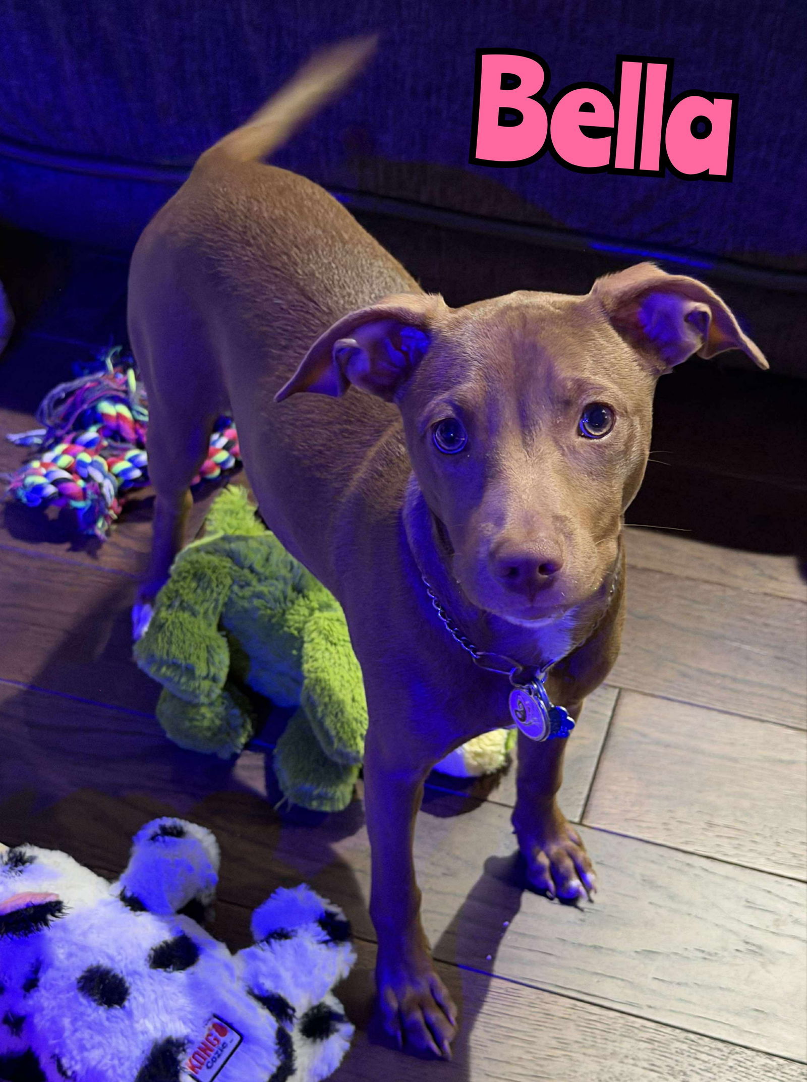 BELLA