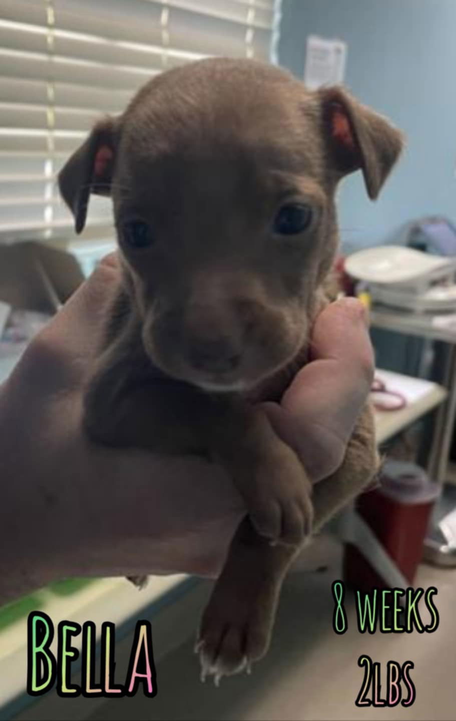 BELLA