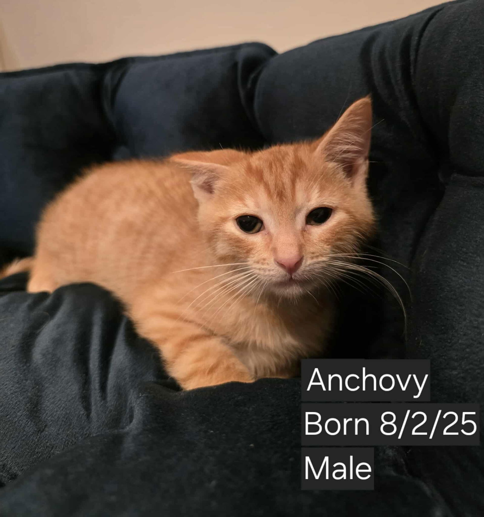 ANCHOVY