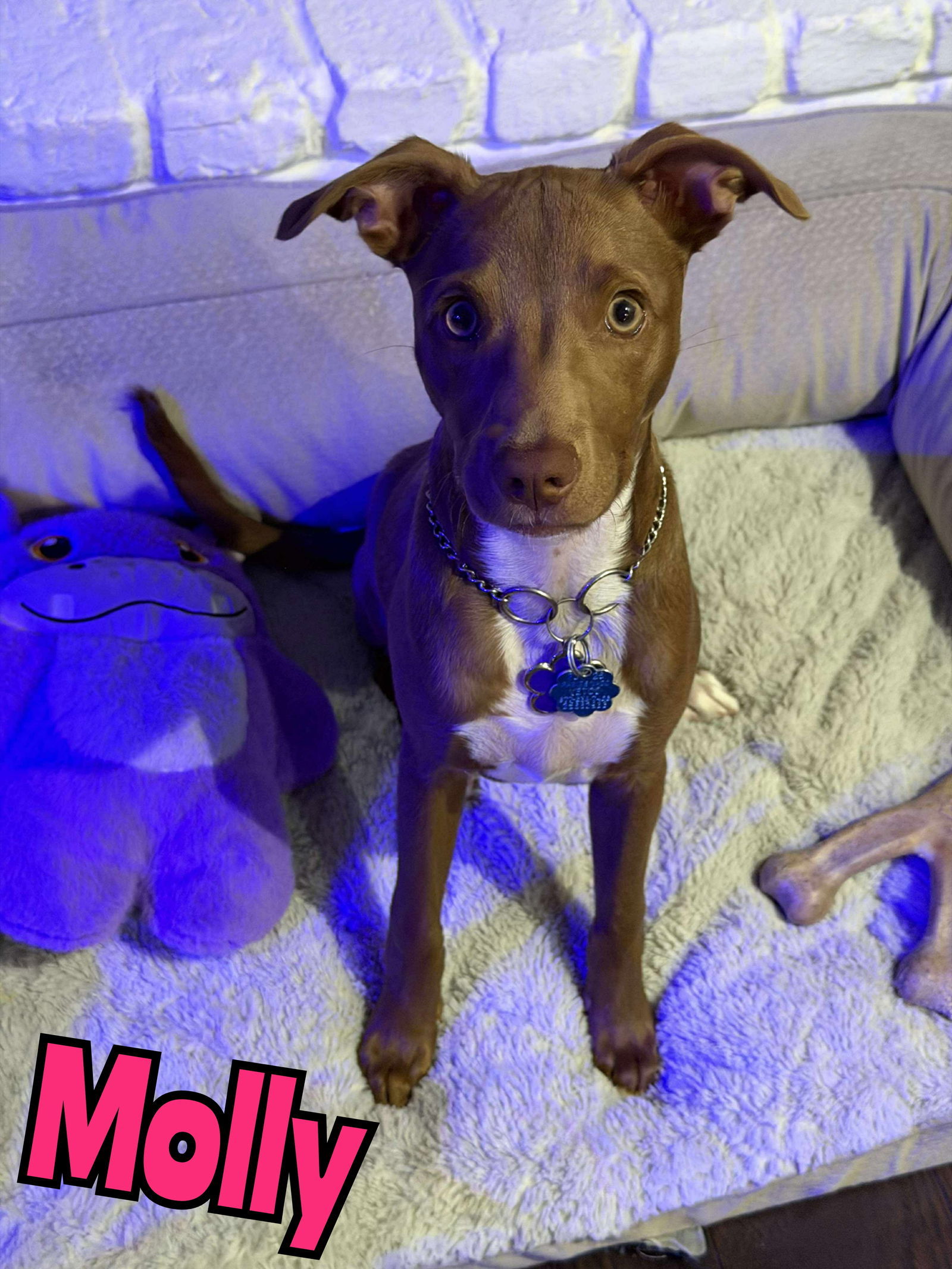 MOLLY (puppy)