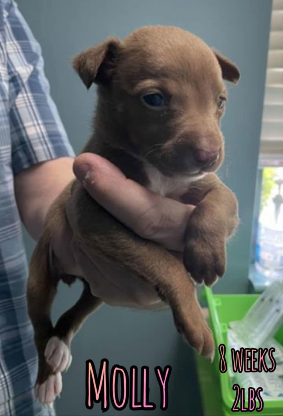 MOLLY (puppy)