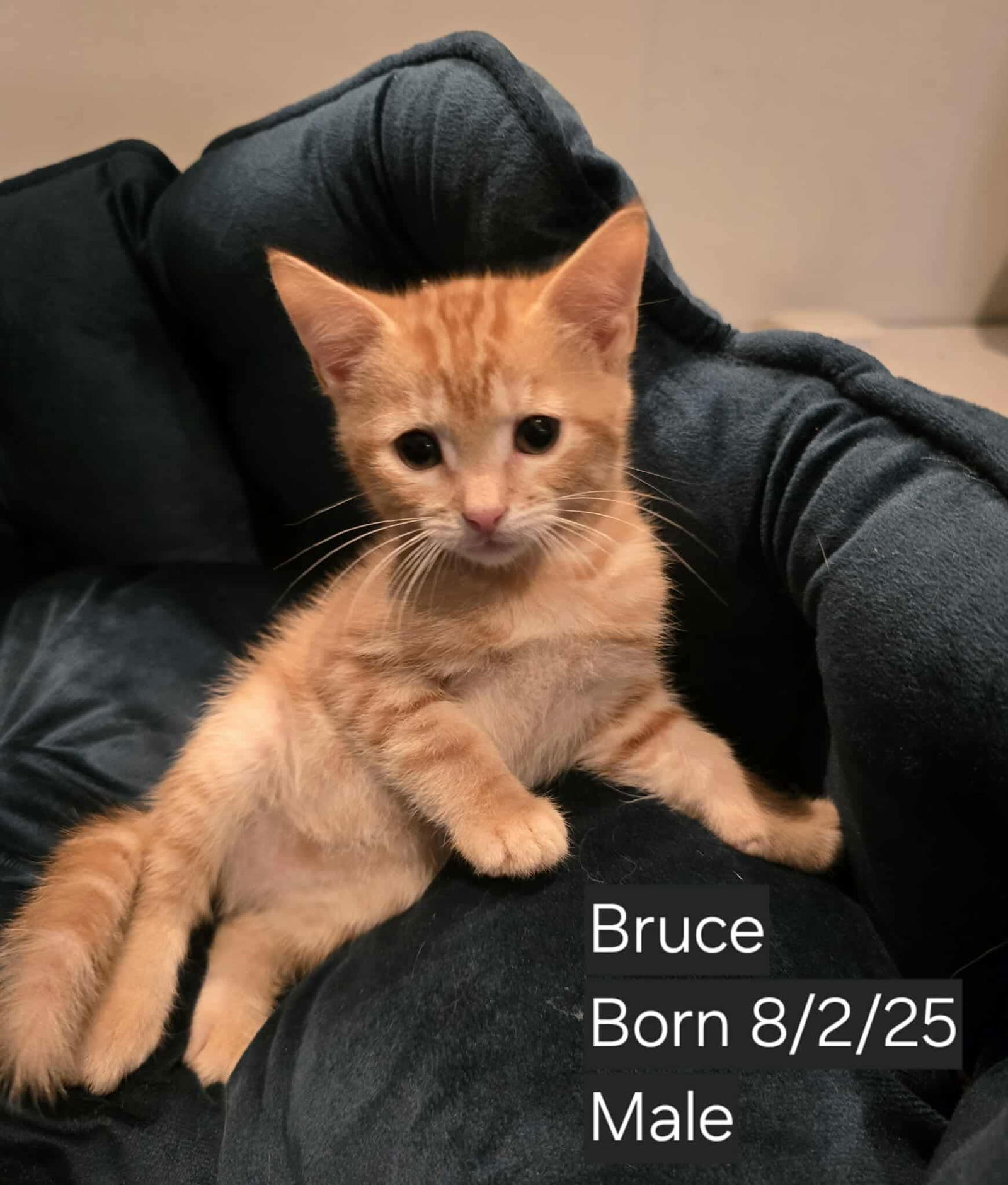 BRUCE
