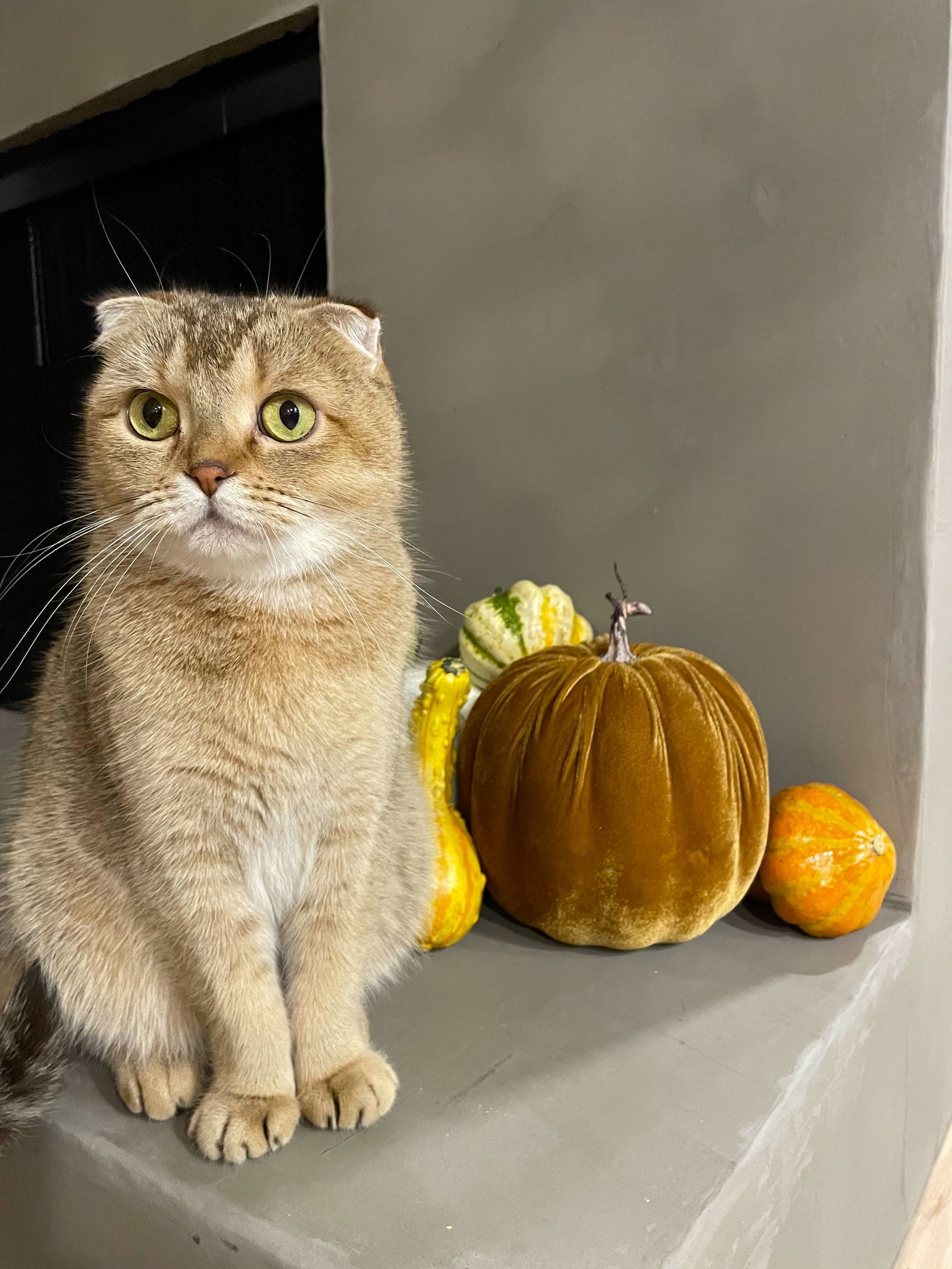 CHOWDER & FRANKIE -Offered by Owner - Bonded Pair, an adoptable Scottish Fold, Himalayan in Hillsboro, OR, 97123 | Photo Image 1