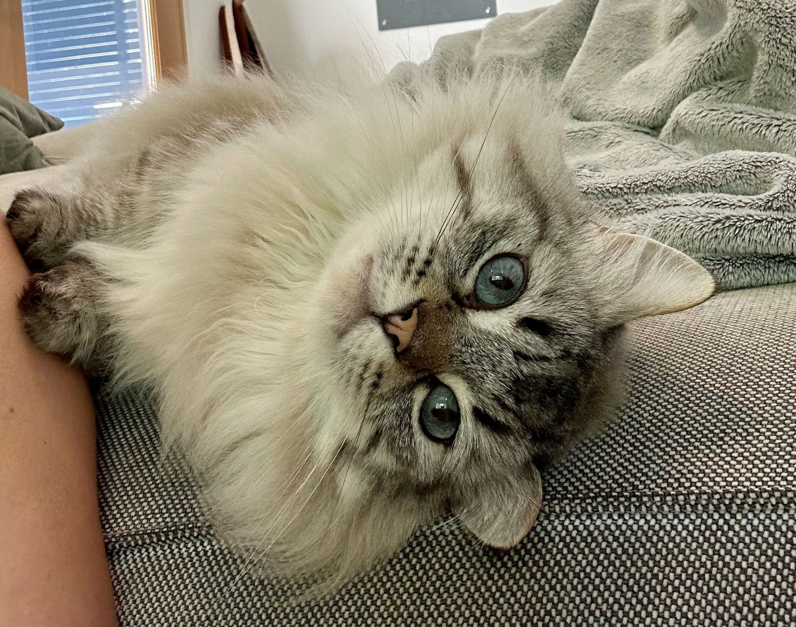 CHOWDER & FRANKIE -Offered by Owner - Bonded Pair, an adoptable Scottish Fold, Himalayan in Hillsboro, OR, 97123 | Photo Image 2