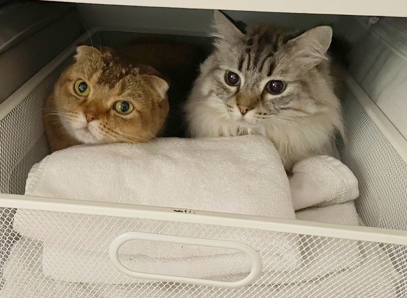 CHOWDER & FRANKIE -Offered by Owner - Bonded Pair, an adoptable Scottish Fold, Himalayan in Hillsboro, OR, 97123 | Photo Image 3