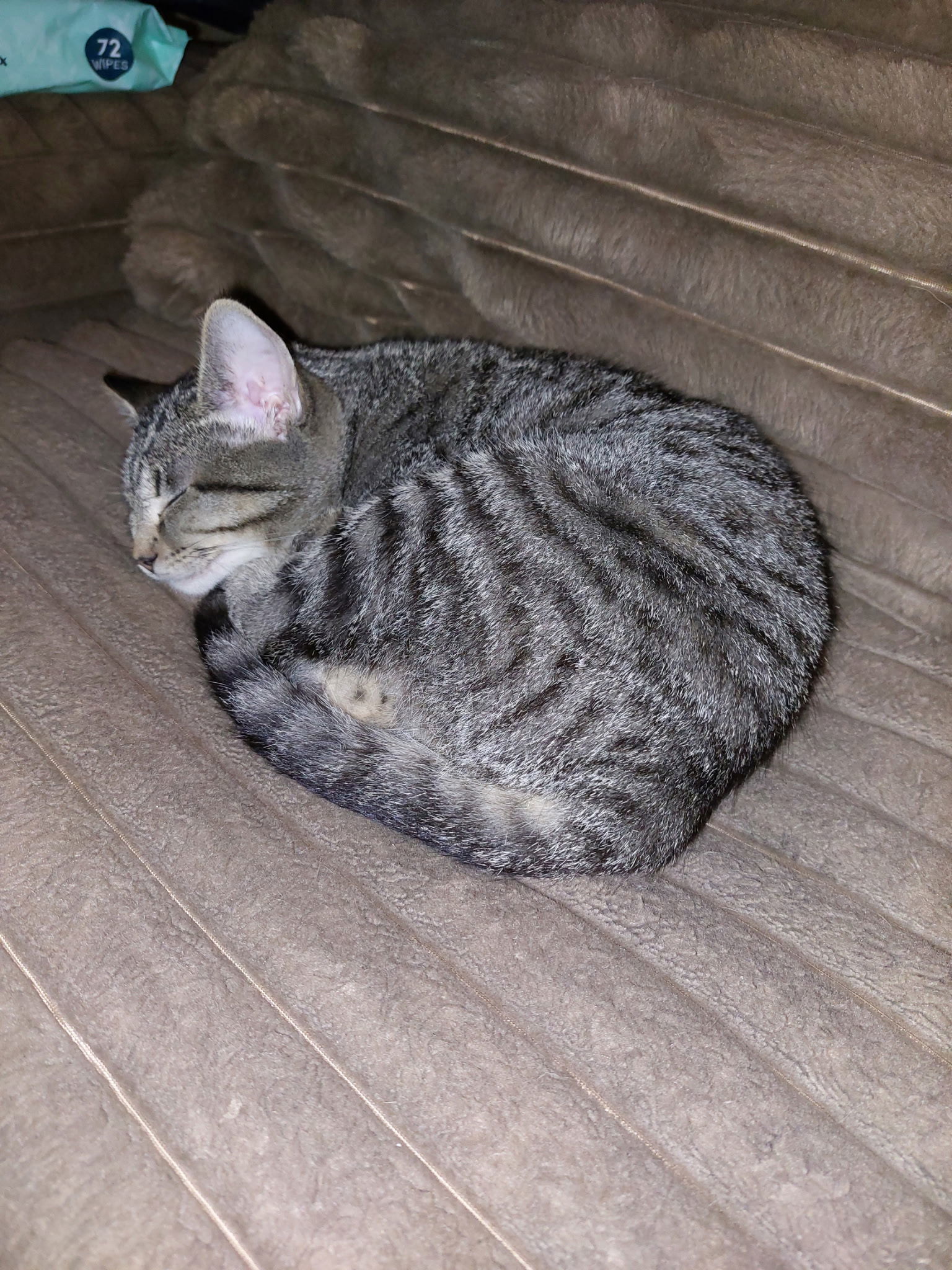 Bow Peep