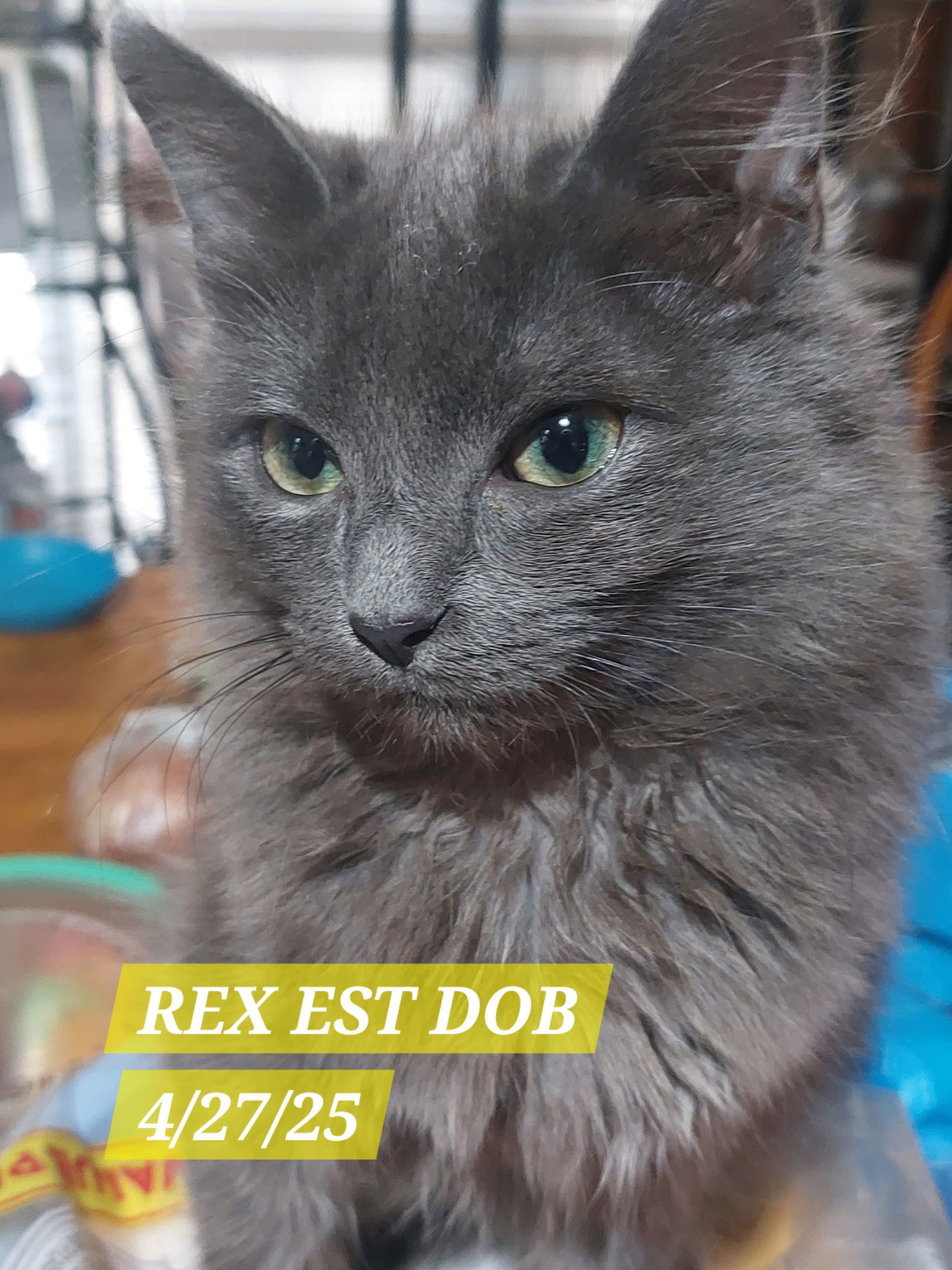 REX