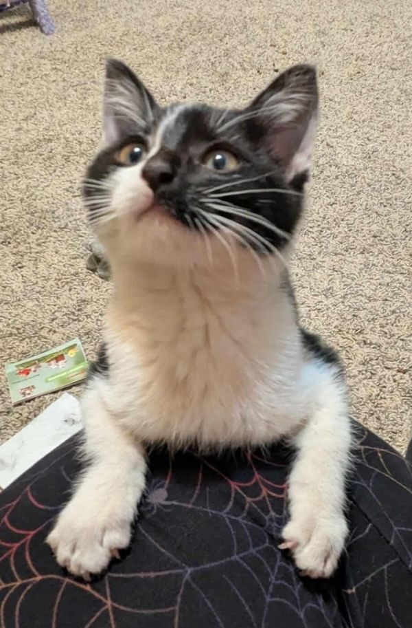 Frankenstein thumbnail 3