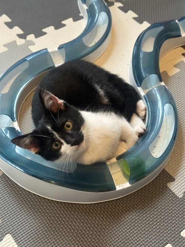 Frankenstein thumbnail 5