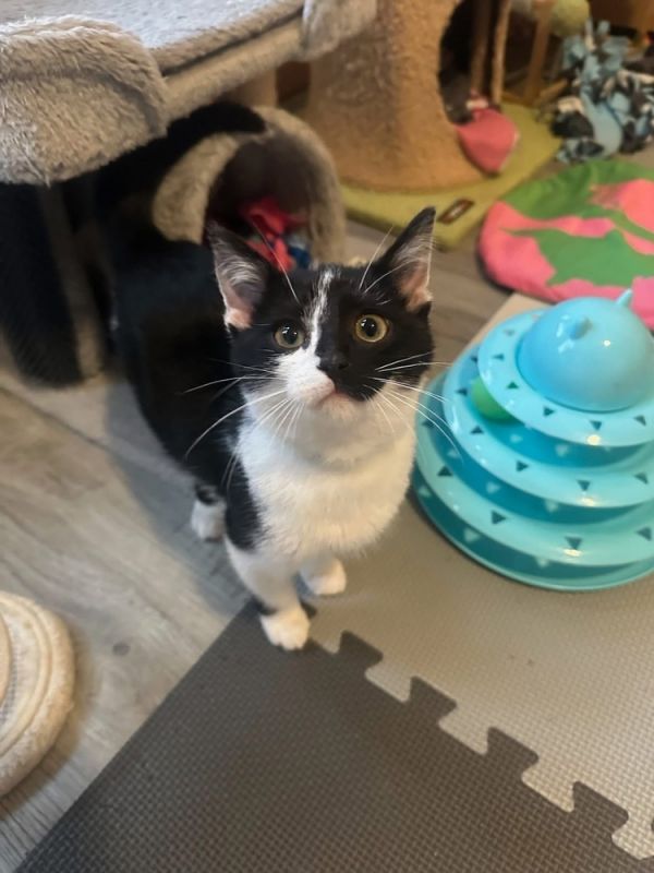 Frankenstein thumbnail 6