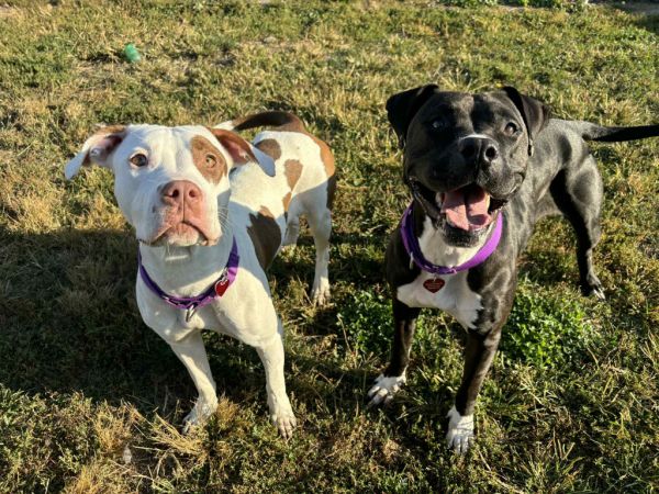 Sourdough thumbnail 4