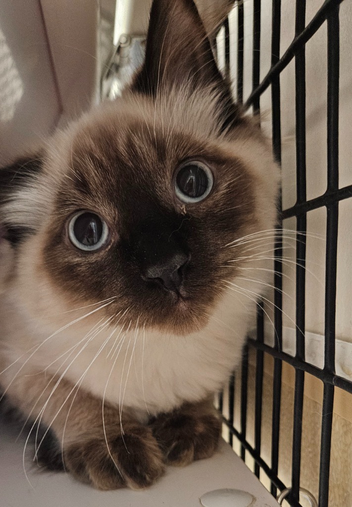 Himalayan dmh, an adoptable Domestic Medium Hair in Green River, WY, 82935 | Photo Image 1