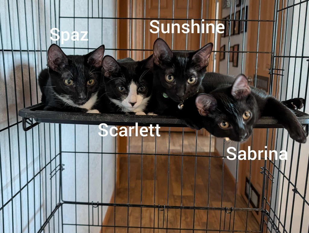 Spaz (Blue Collar)