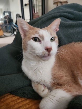 Tabby