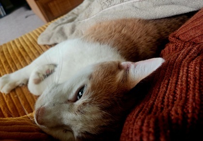 Tabby