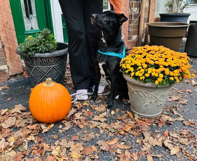 Casey, an adoptable Labrador Retriever, Schipperke in Bloomington, IN, 47401 | Photo Image 1