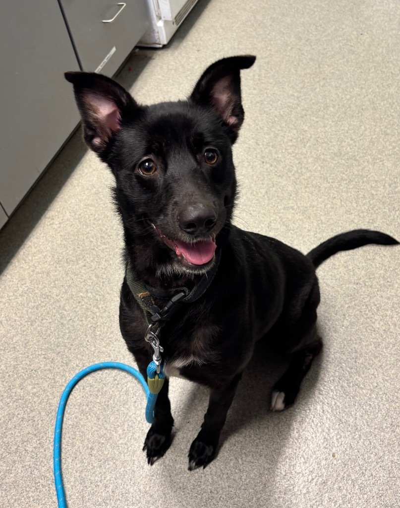 Casey, an adoptable Labrador Retriever, Schipperke in Bloomington, IN, 47401 | Photo Image 2