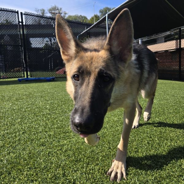 Coco Chanel thumbnail 2