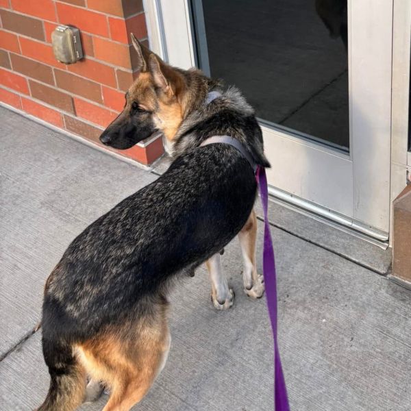 Coco Chanel thumbnail 4