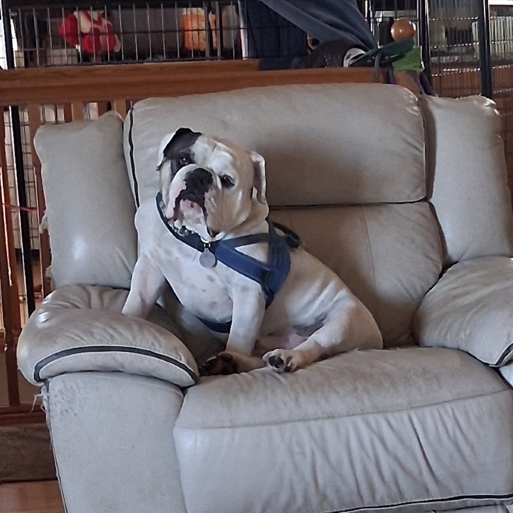 Ziggy, an adoptable English Bulldog in Bismarck, ND, 58507 | Photo Image 1