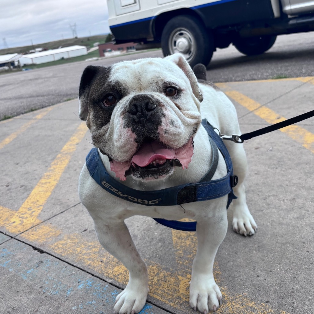 Ziggy, an adoptable English Bulldog in Bismarck, ND, 58507 | Photo Image 2