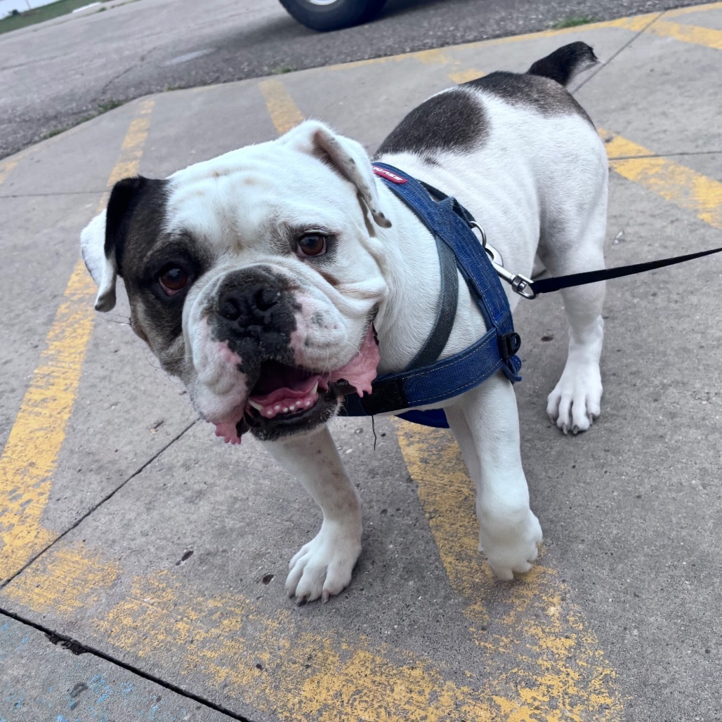 Ziggy, an adoptable English Bulldog in Bismarck, ND, 58507 | Photo Image 3