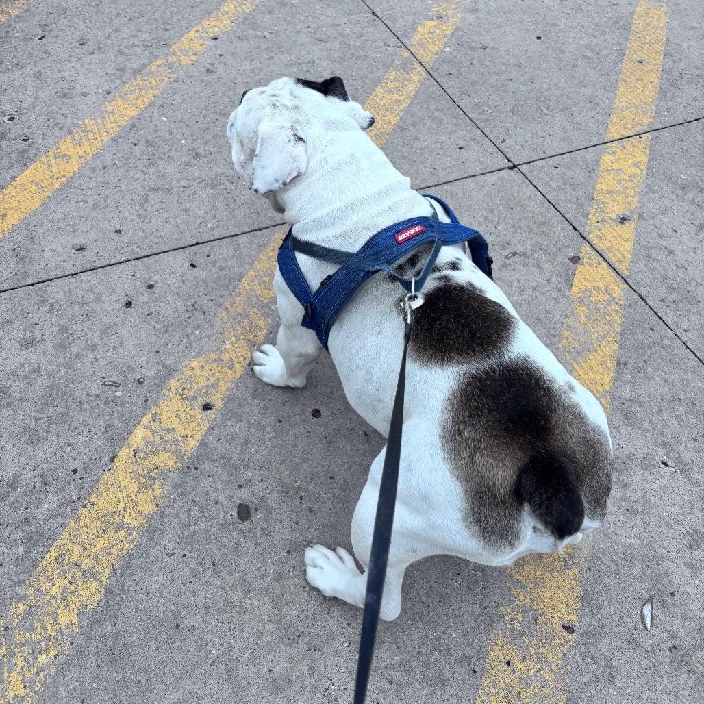 Ziggy, an adoptable English Bulldog in Bismarck, ND, 58507 | Photo Image 4