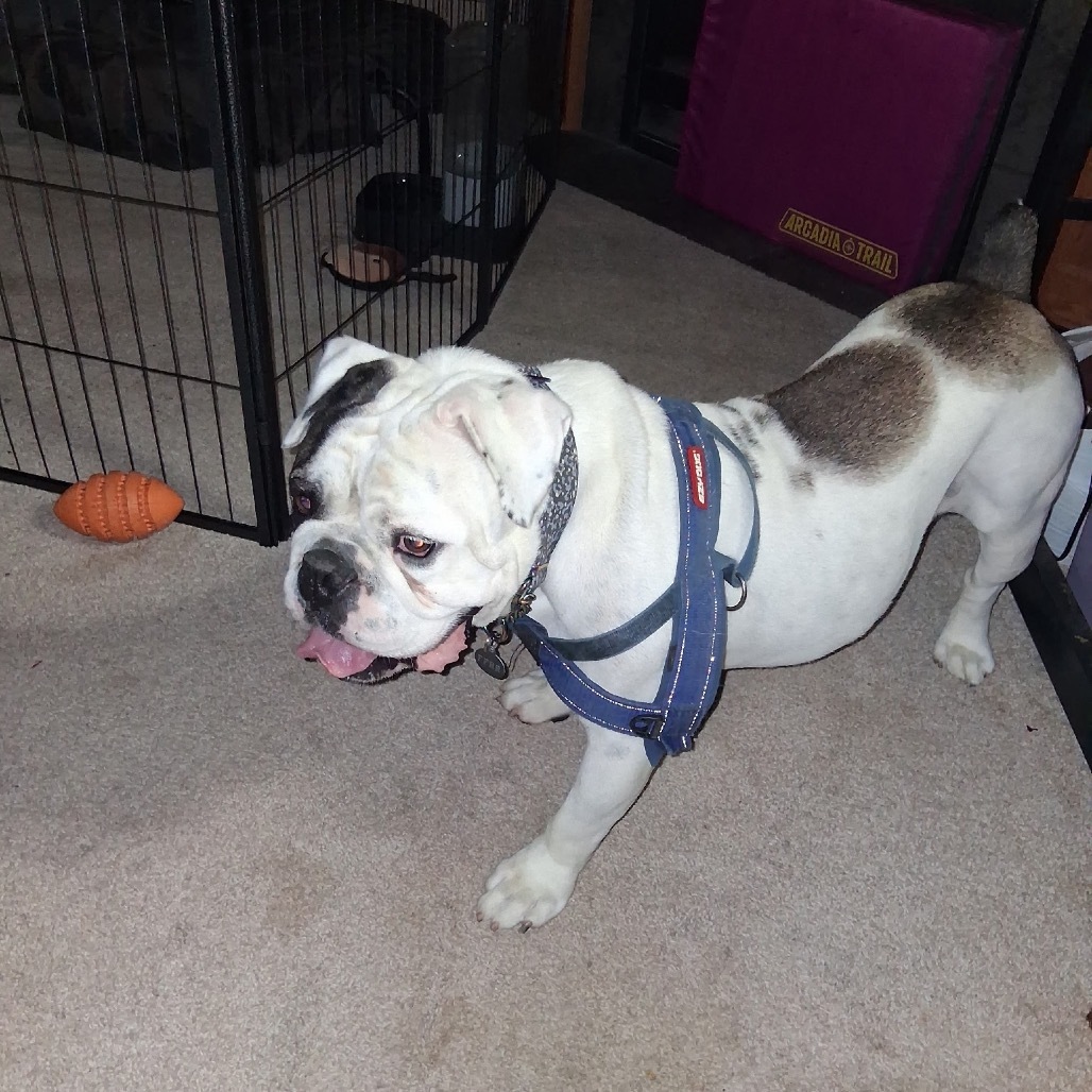 Ziggy, an adoptable English Bulldog in Bismarck, ND, 58507 | Photo Image 5