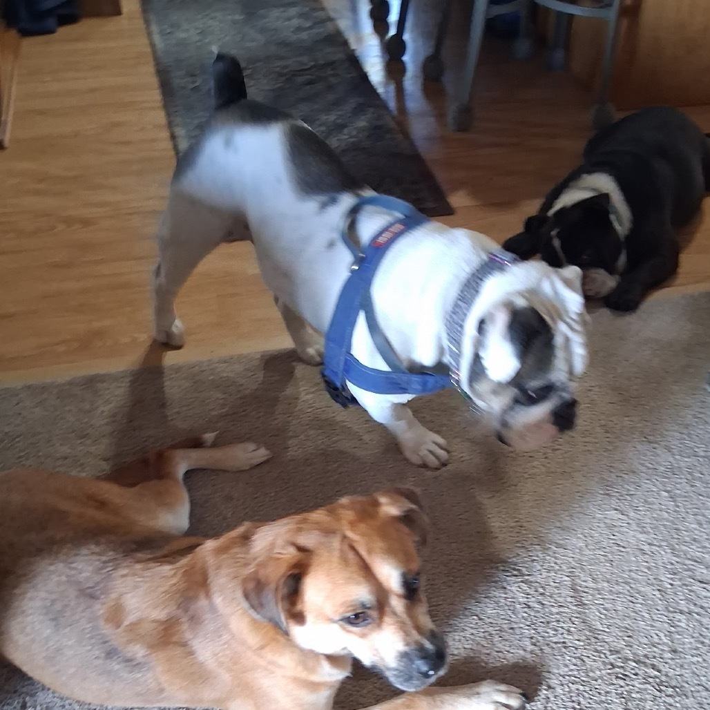 Ziggy, an adoptable English Bulldog in Bismarck, ND, 58507 | Photo Image 6