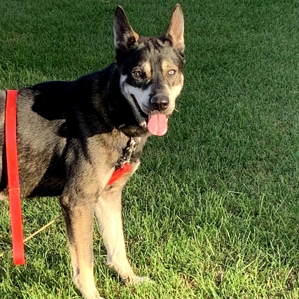 Zeek, an adoptable Mixed Breed in Bismarck, ND, 58507 | Photo Image 1