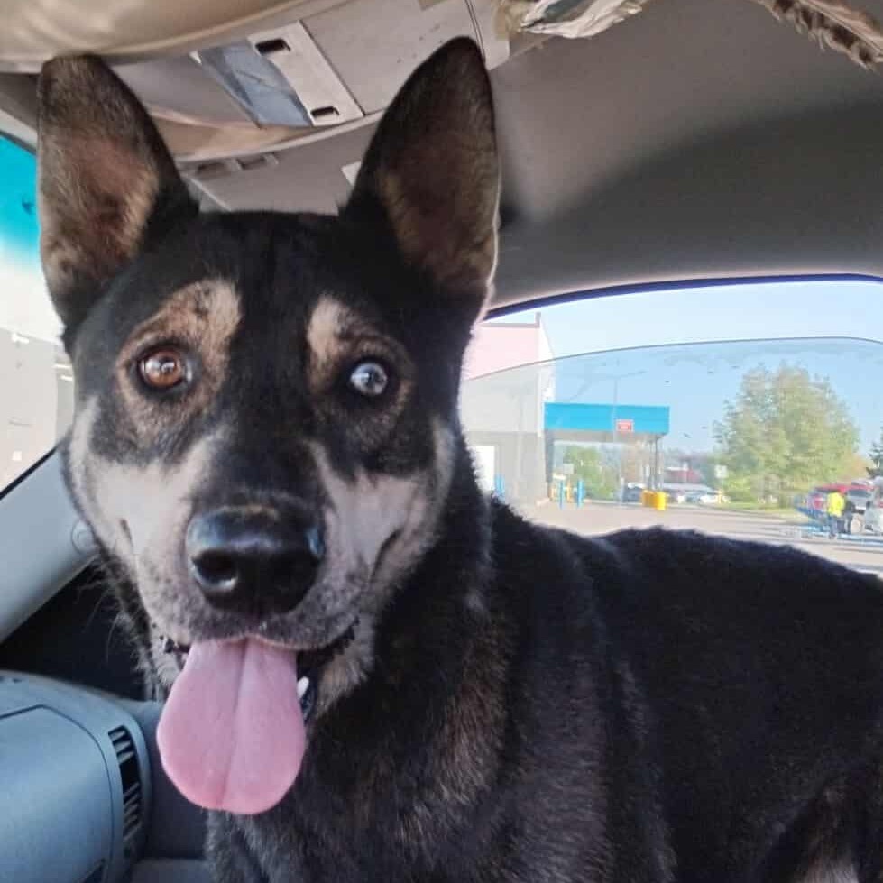 Zeek, an adoptable Mixed Breed in Bismarck, ND, 58507 | Photo Image 2