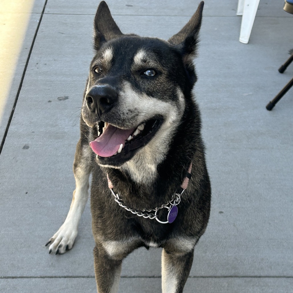 Zeek, an adoptable Mixed Breed in Bismarck, ND, 58507 | Photo Image 3