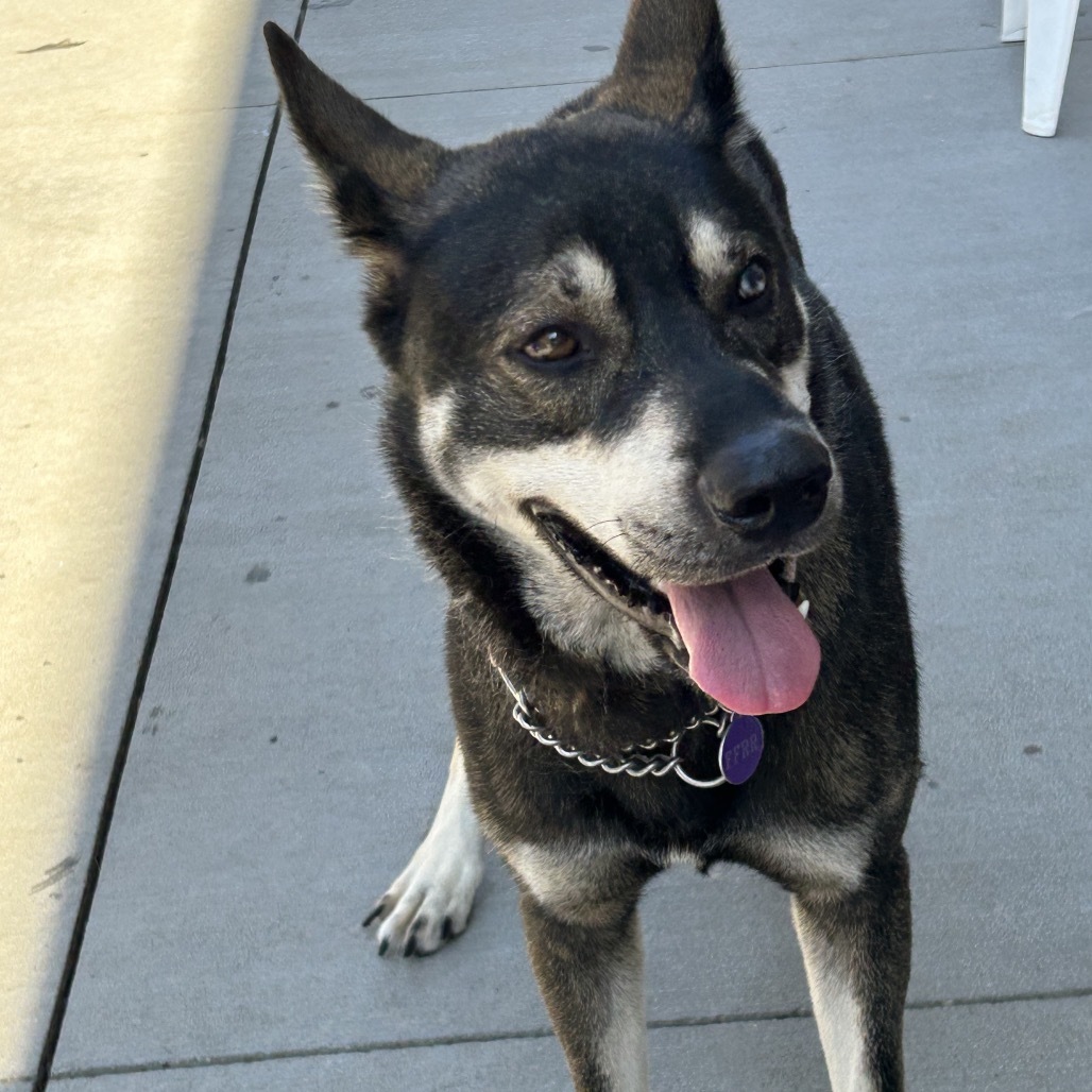 Zeek, an adoptable Mixed Breed in Bismarck, ND, 58507 | Photo Image 4