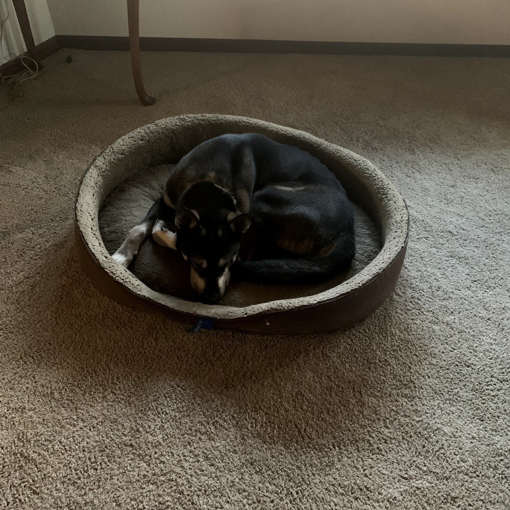 Zeek, an adoptable Mixed Breed in Bismarck, ND, 58507 | Photo Image 3