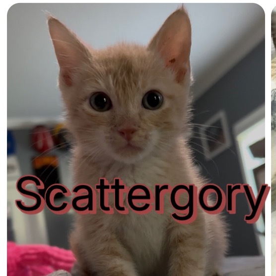 Scattergory