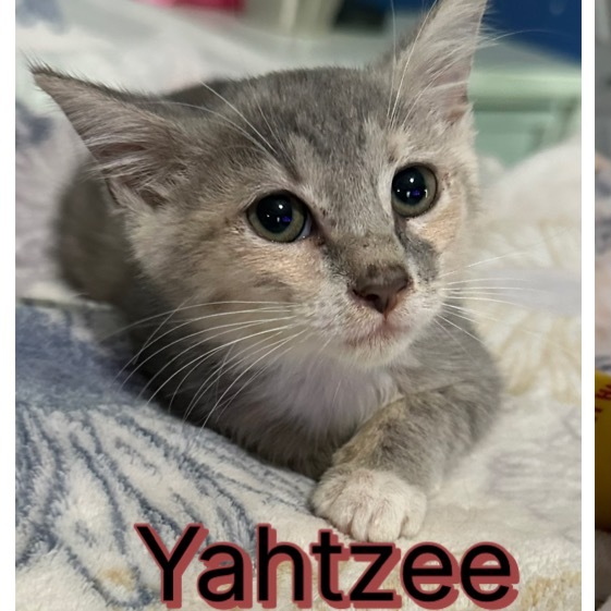 Yahtzee