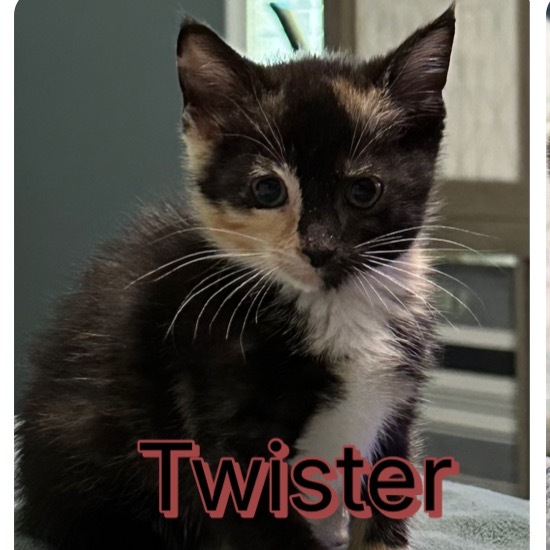 Twister