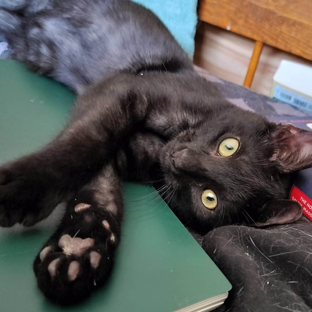 Catsby