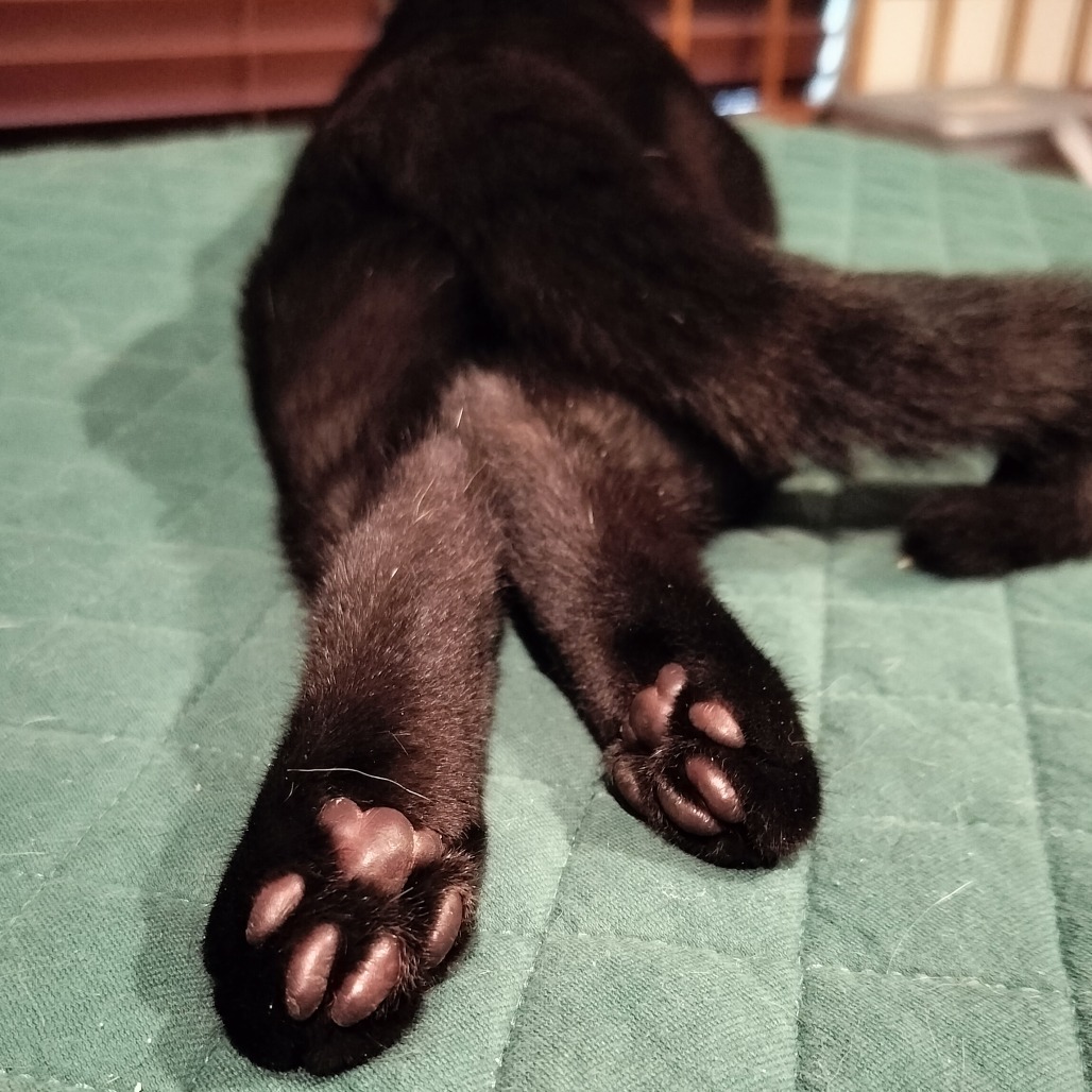 Catsby