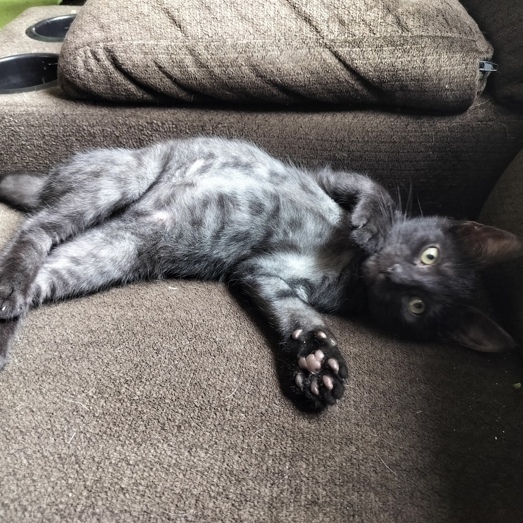Catsby