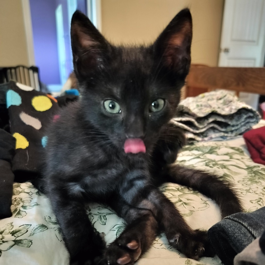 Catsby