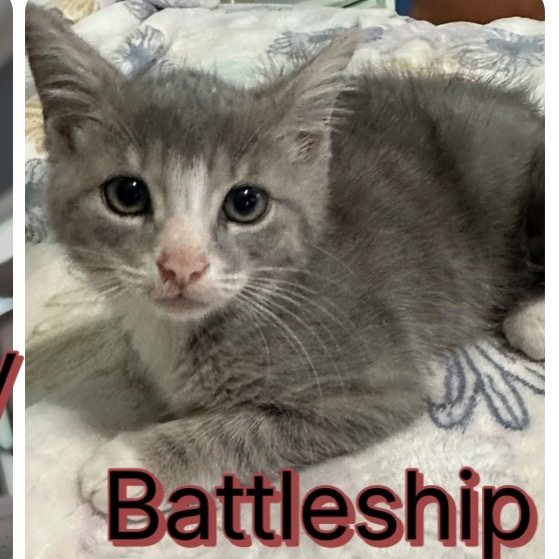 Battleship